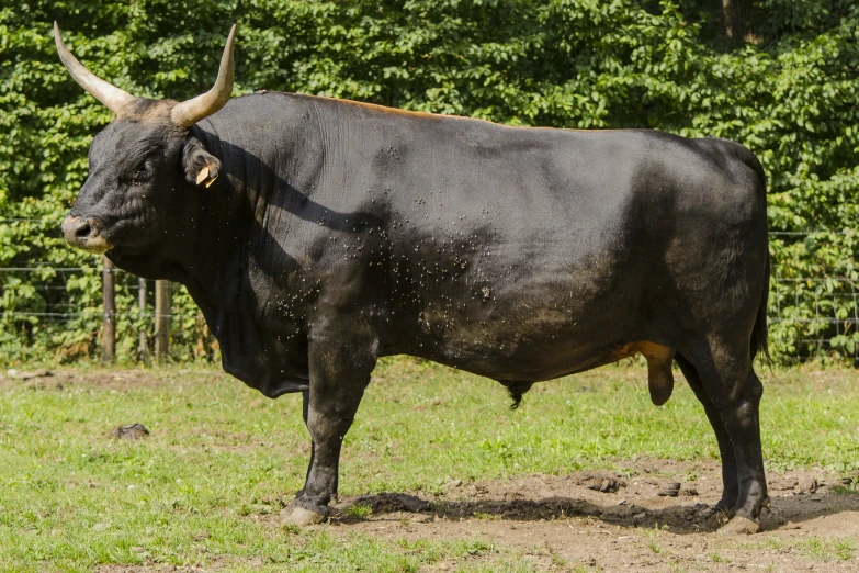 a big horned animal is standing in the middle of a field