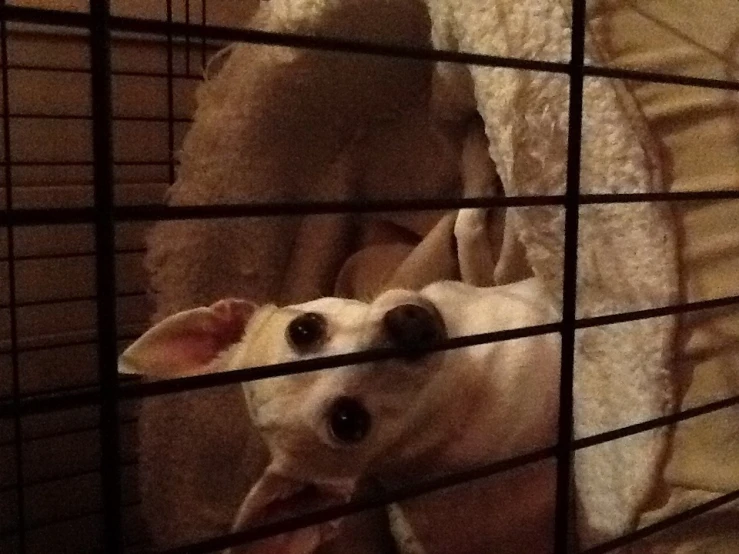 small white dog sitting in a bed in a cage