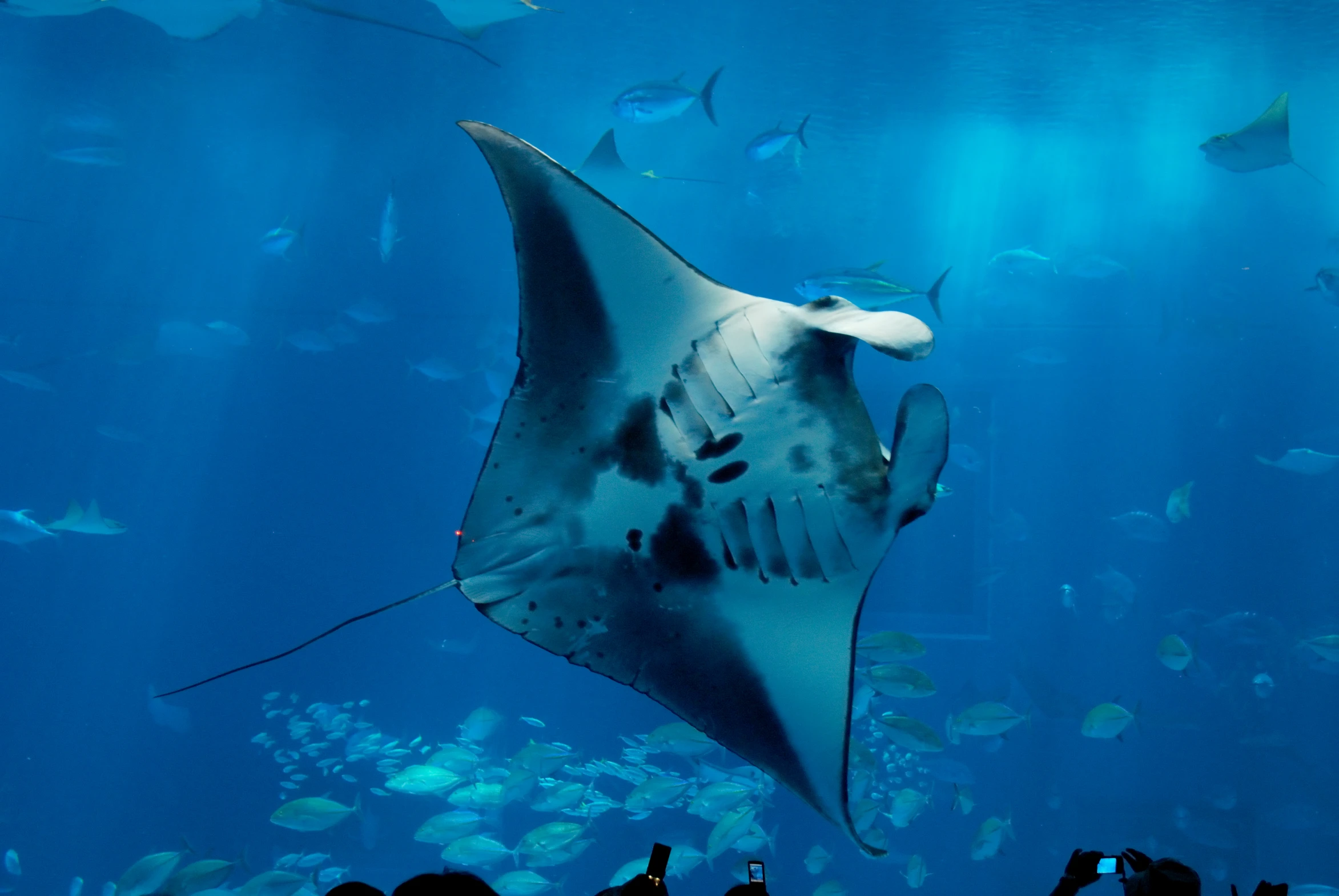 people taking pictures of a manta ray in the blue water