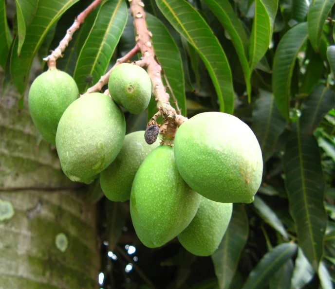 green fruit on the nches of a tree in front of a large leaf