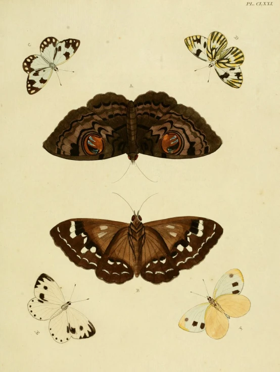 the illustrations shows different types of moths