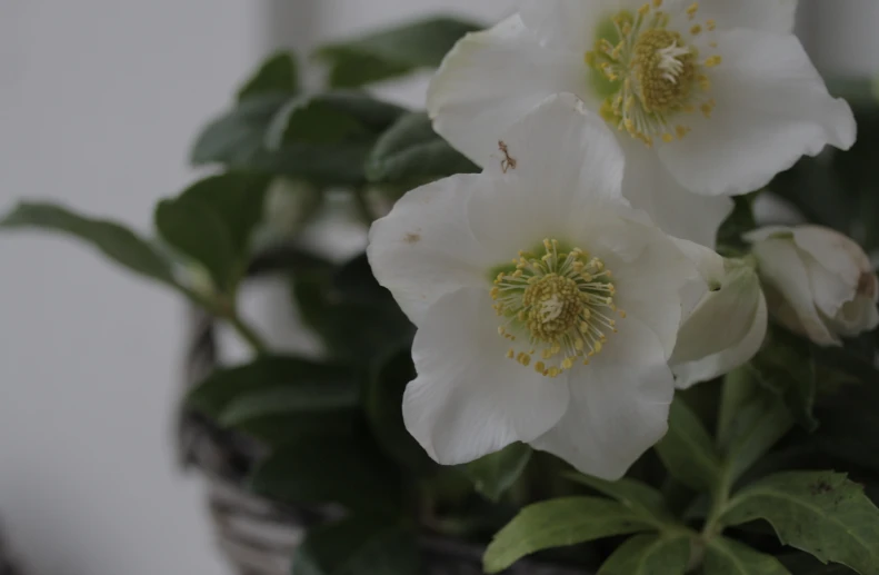 a bunch of white flowers in a vase