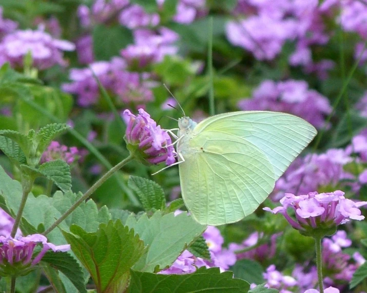 the white erfly is perched on the purple flowers