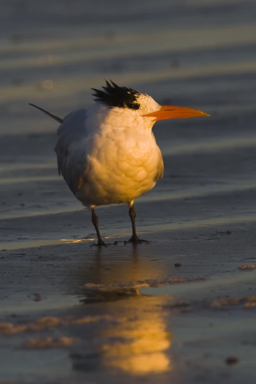 a small bird is standing in the water