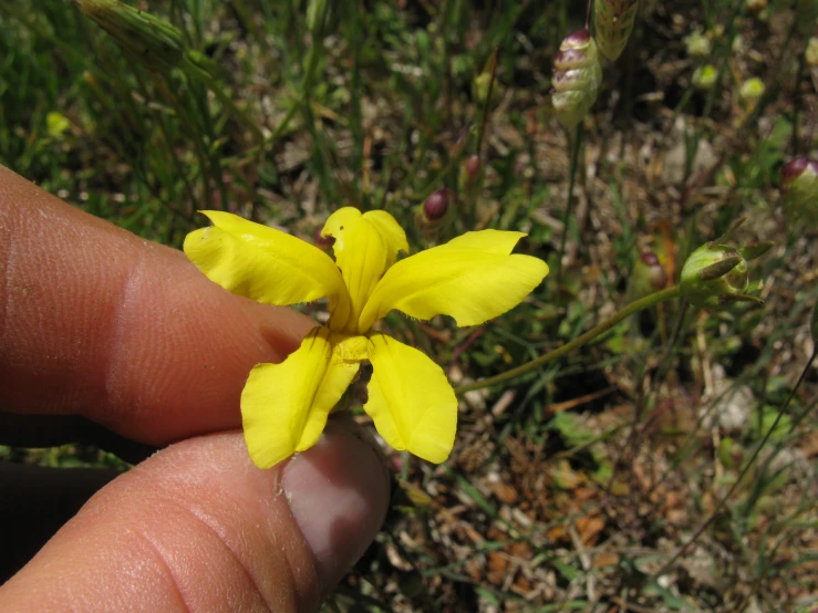 a hand holds a small yellow flower close to a ground