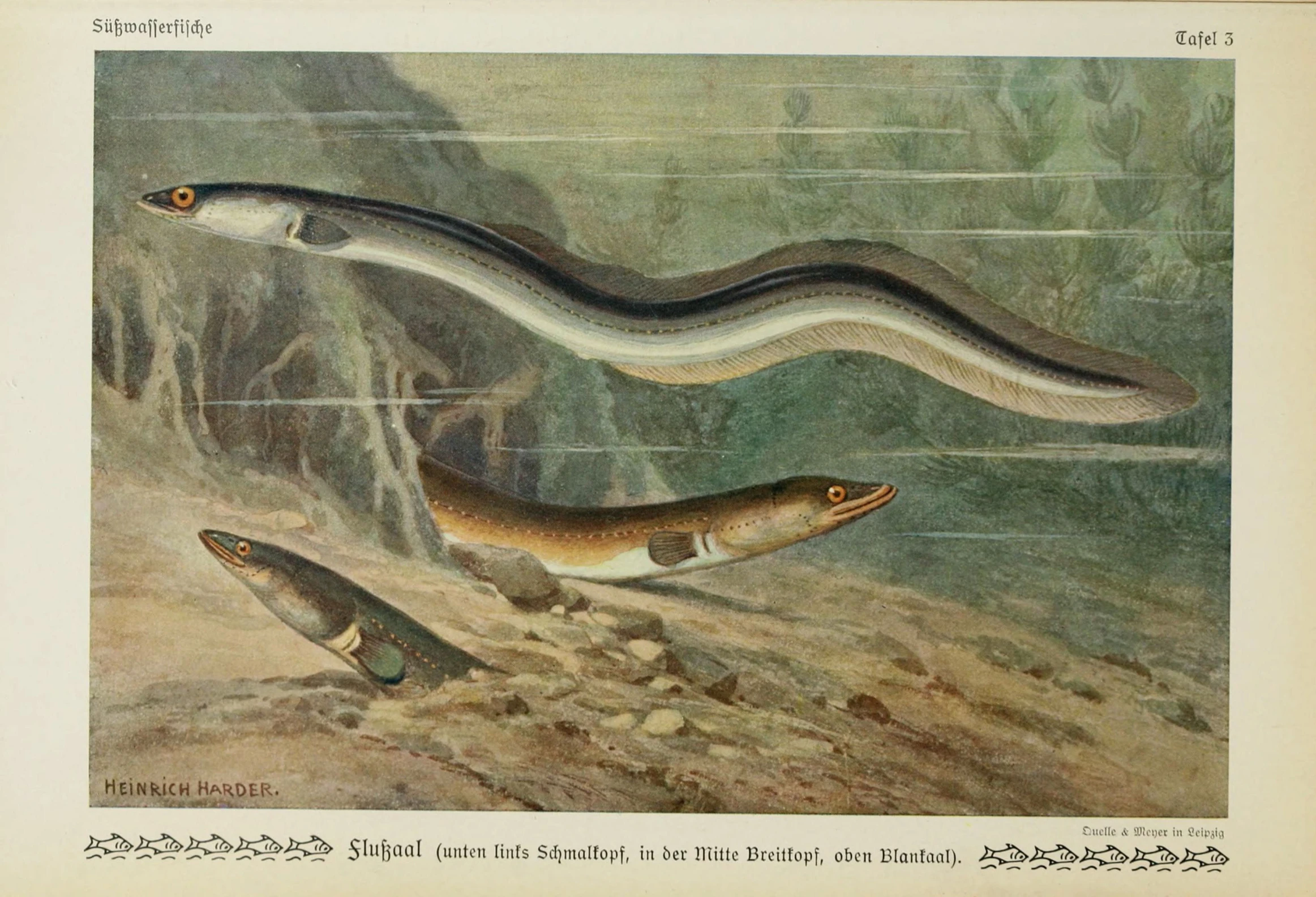 a snake and other animals in the water