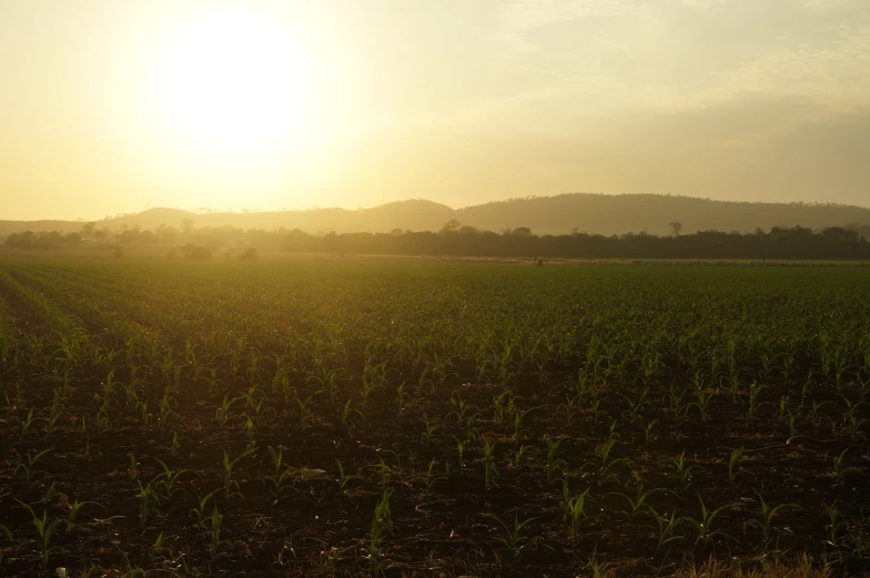 a corn field at sunset near a hill