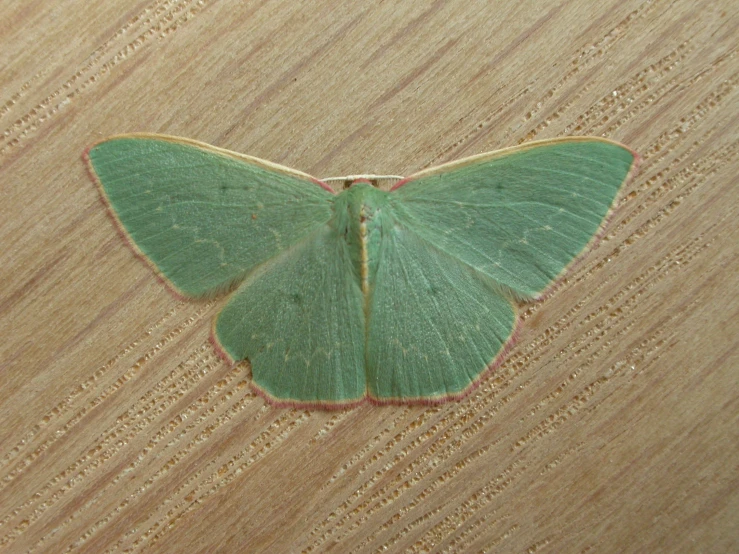 a tiny green moth sitting on top of a wooden surface