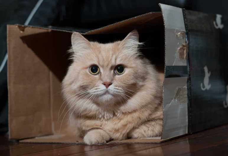 an orange cat laying inside of a box