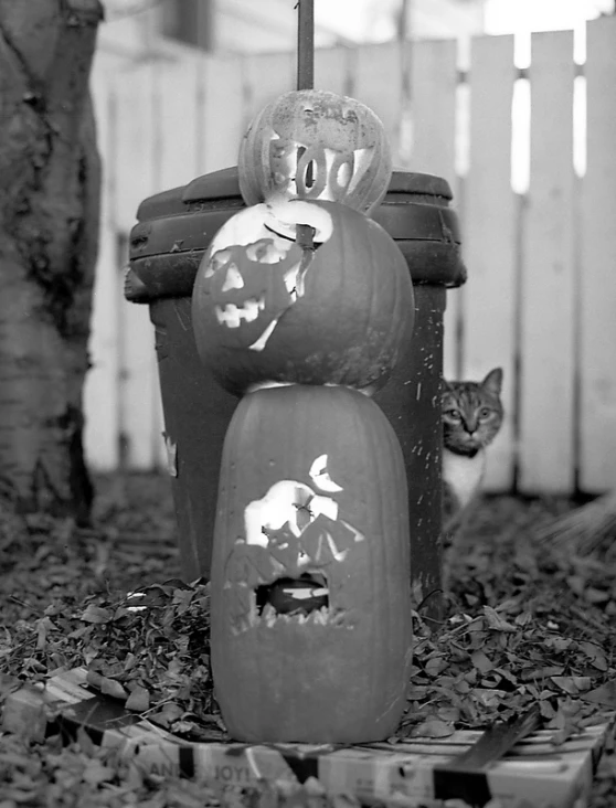 black and white pograph of halloween decorations in yard