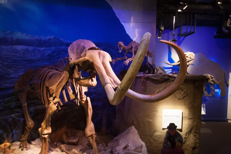 there is a dinosaur skeleton on display in a museum