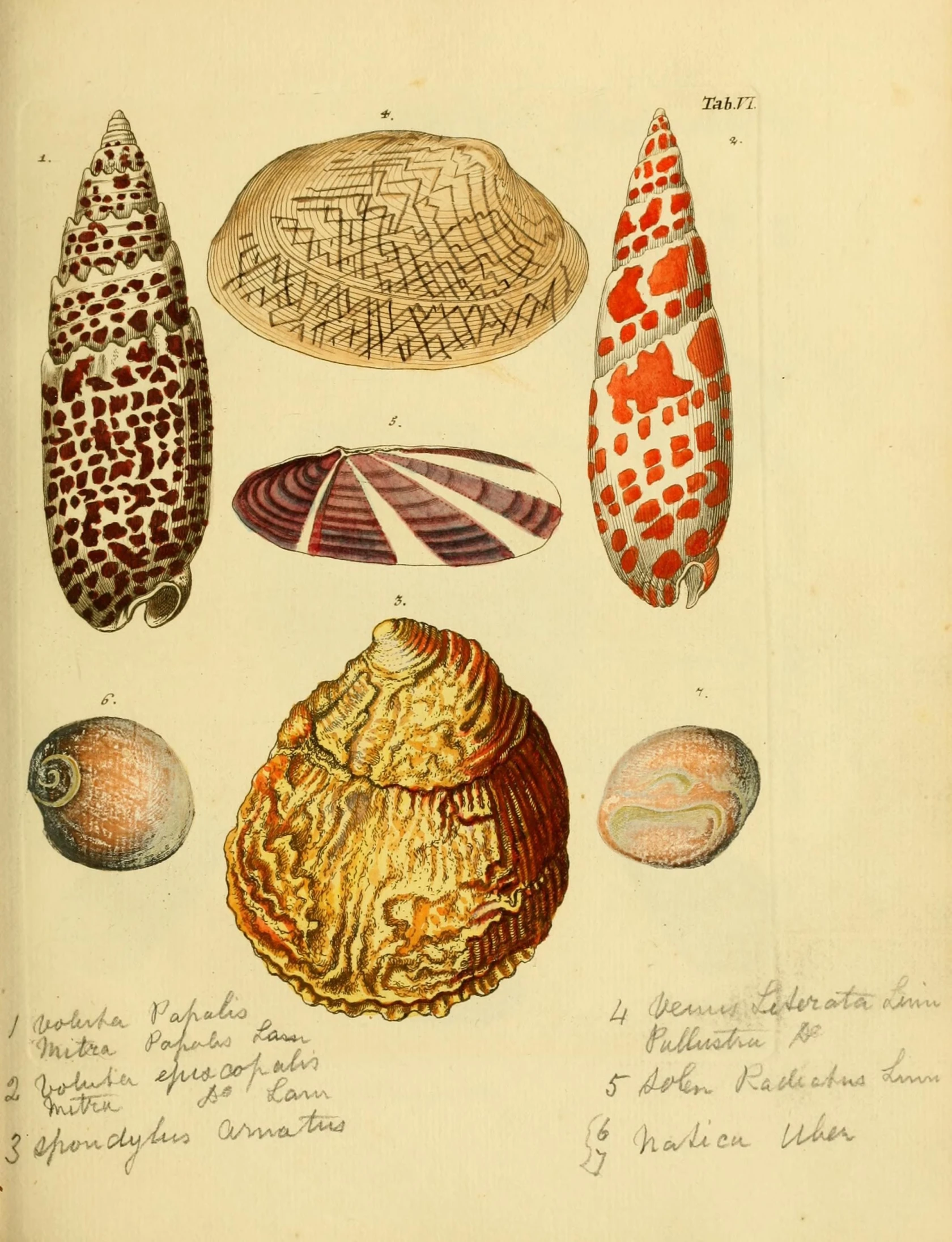 two illustrations of sea shells, each with different patterns