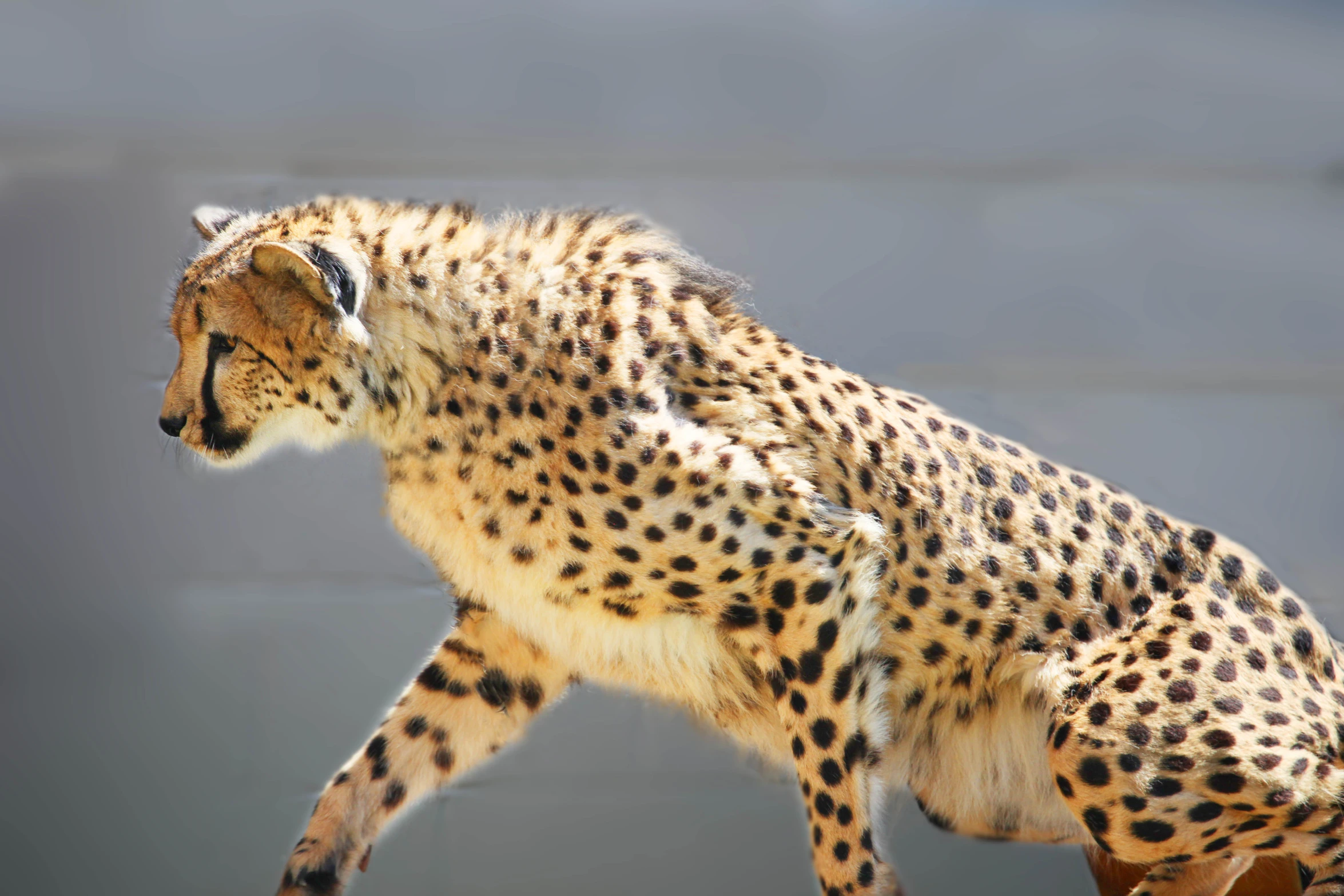 a cheetah standing on its hind legs