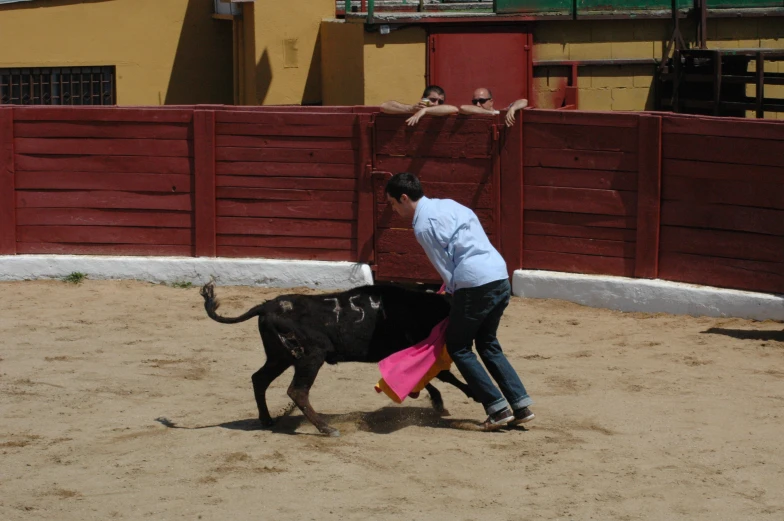 a man with a pink shirt trying to take on a bull