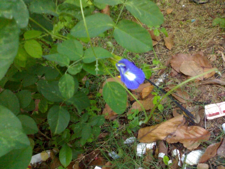 blue and white flower amongst leaf litter on grass