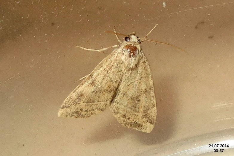 a moth on a surface with its head turned up