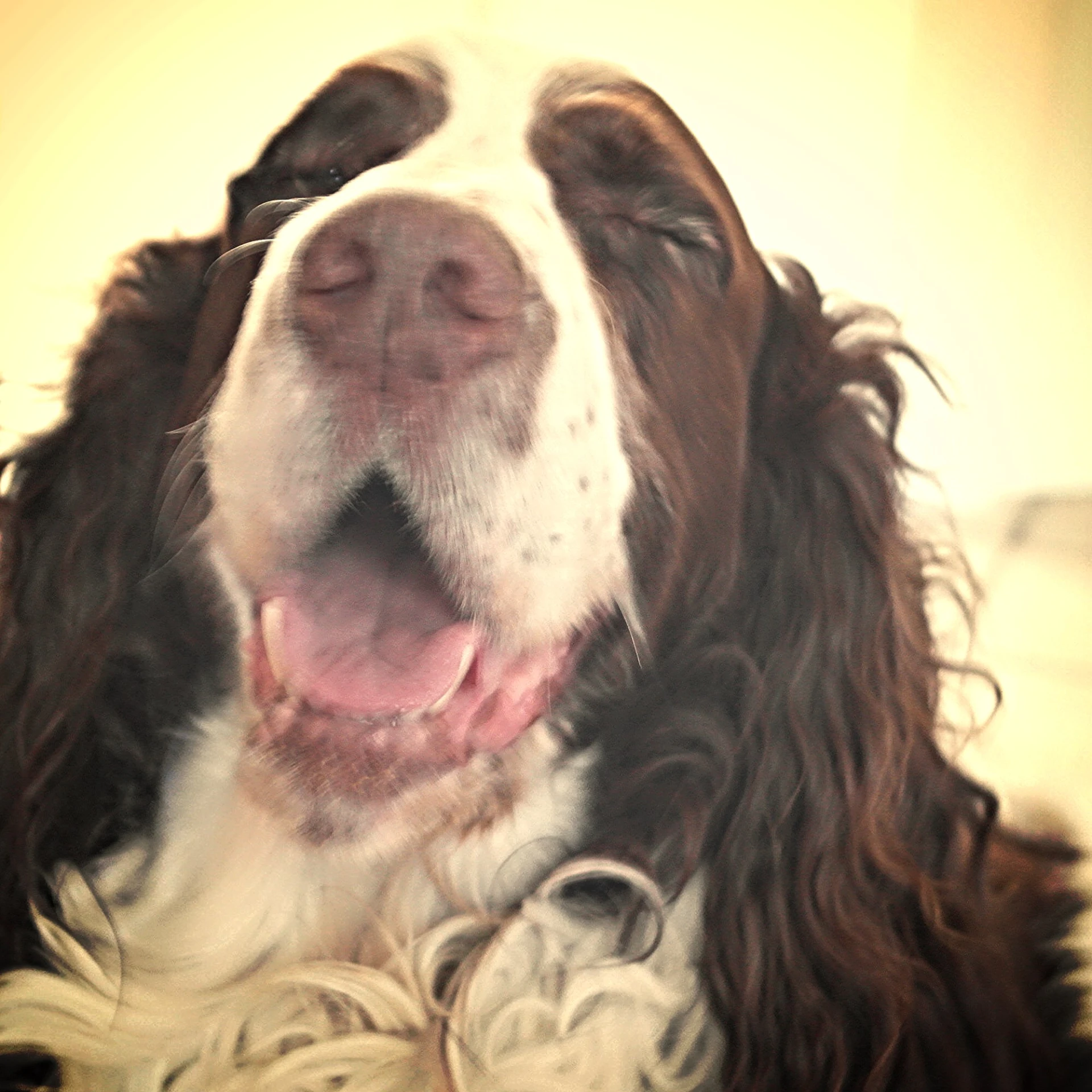 a large brown and white dog next to another dog