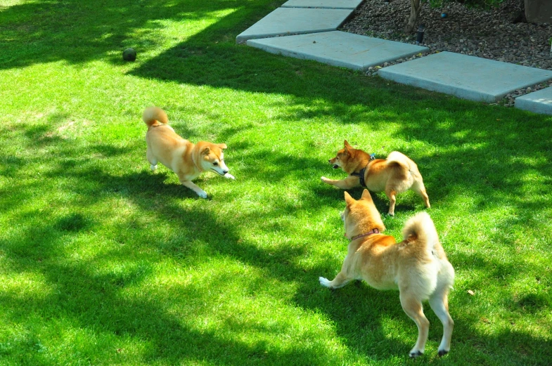 the dog is walking around and playing with the three other dogs