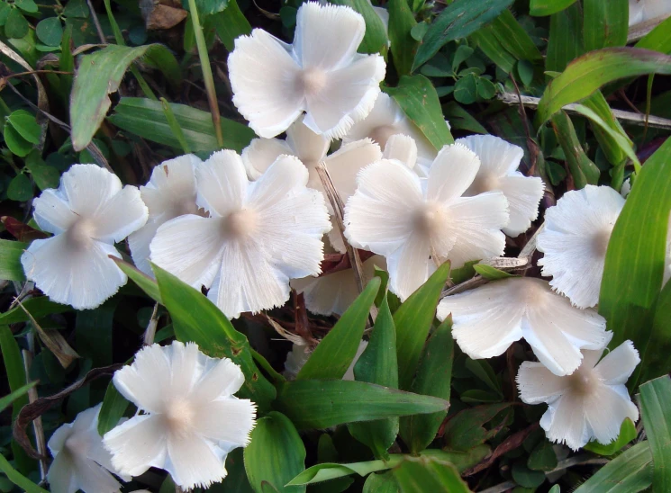 white flowers in a bunch near green leaves