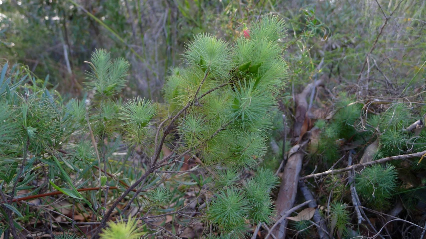 a close up image of a small tree in a forest