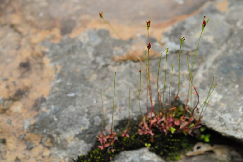 flowers sprouting from a rock on top of a boulder