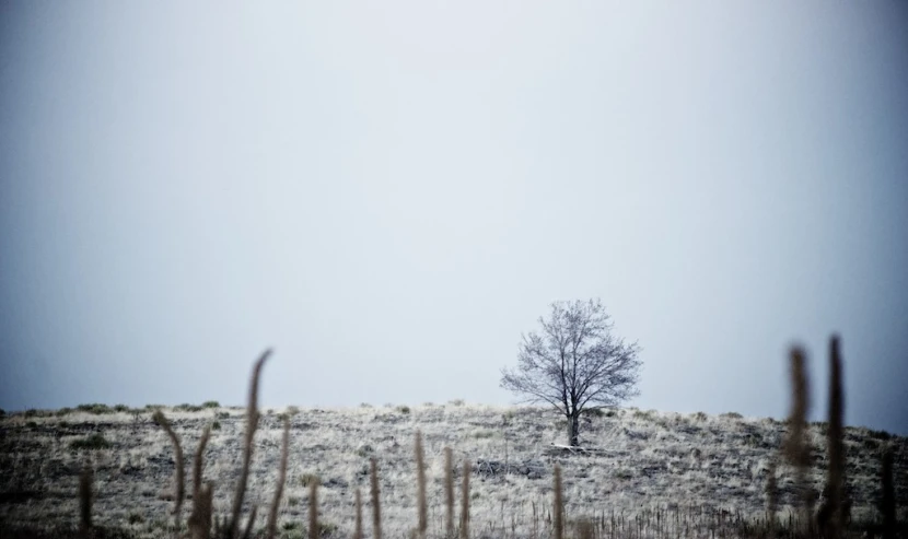 an empty tree on the top of a grassy hill