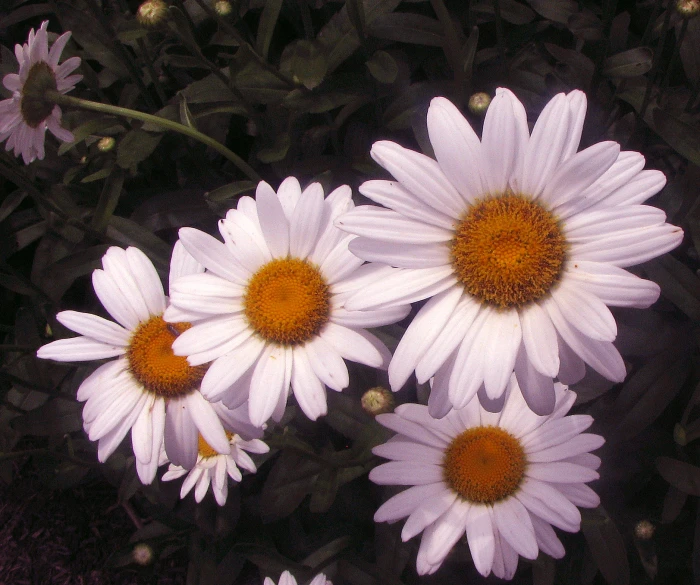 three white flowers with yellow centers in a garden