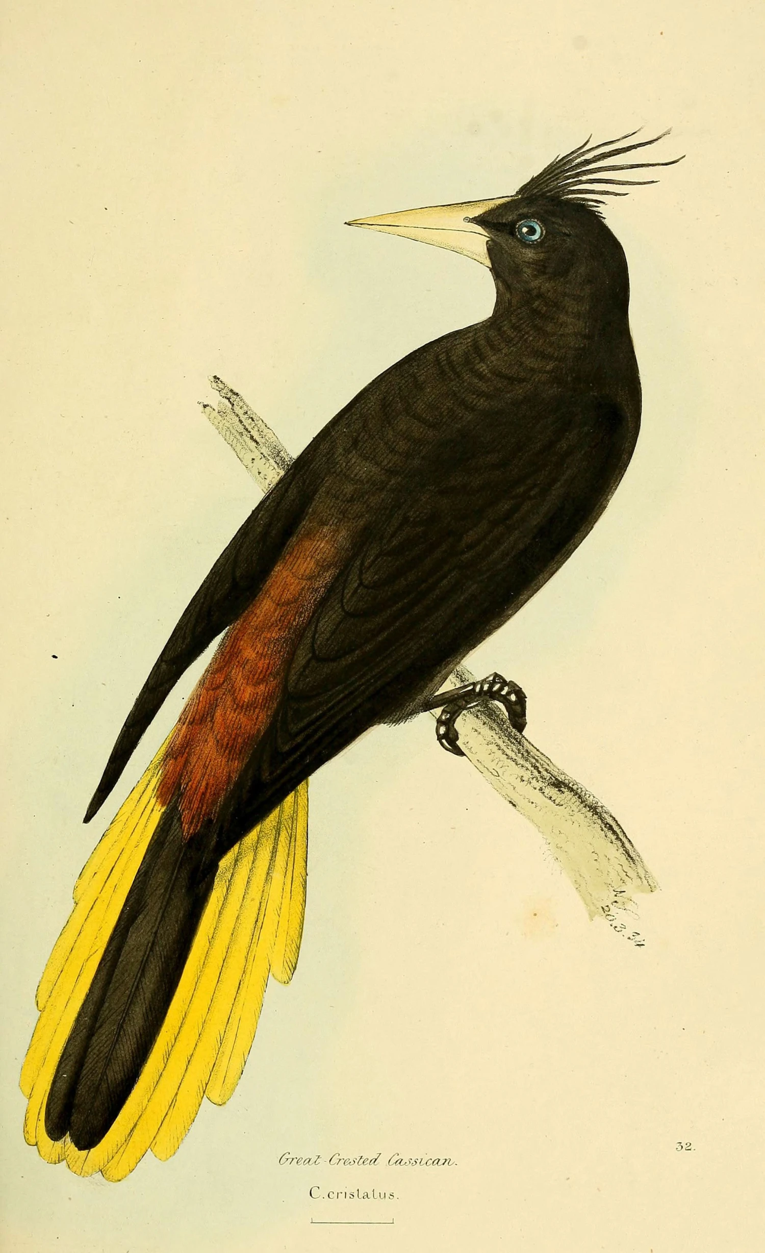 illustration of a black bird sitting on top of a yellow and white plant