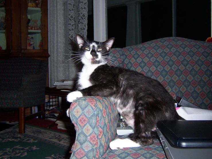 black and white cat sitting on the arm of the chair