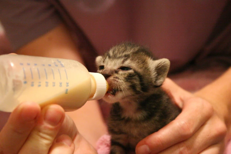 someone giving their baby kitten some drink from a bottle