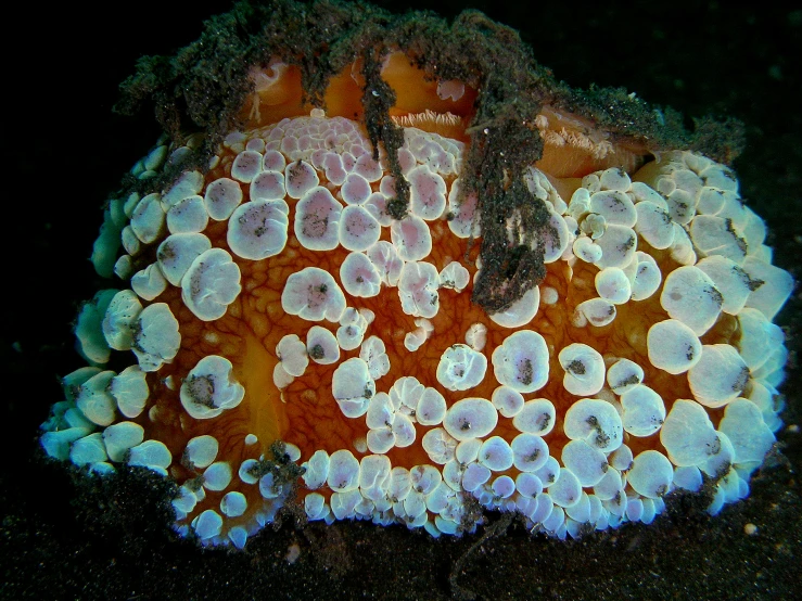 an octo with white tentacles on a coral