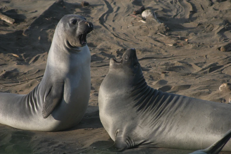 two seals are sitting in the sand and having fun