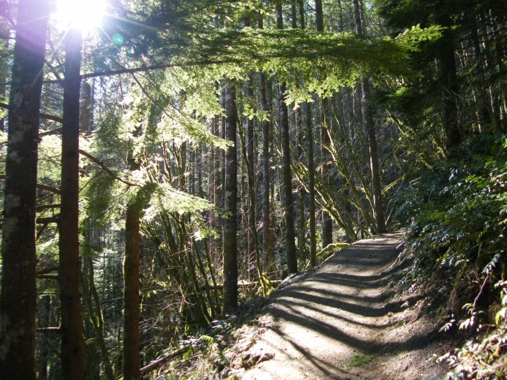 a path in the forest, with the sun shining