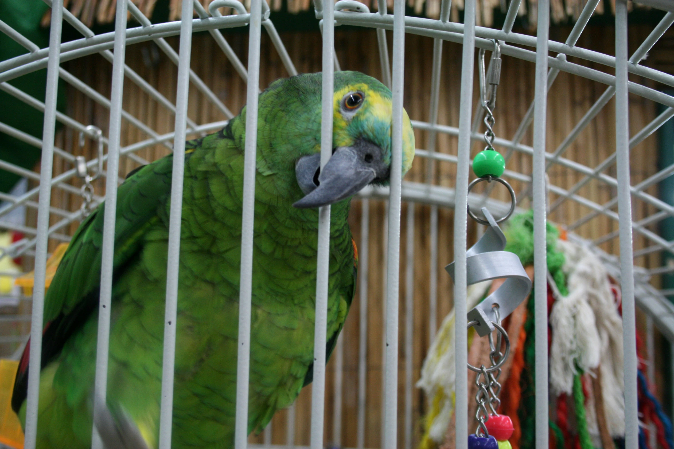 a green parrot is in its cage and has toy chains hanging on his head