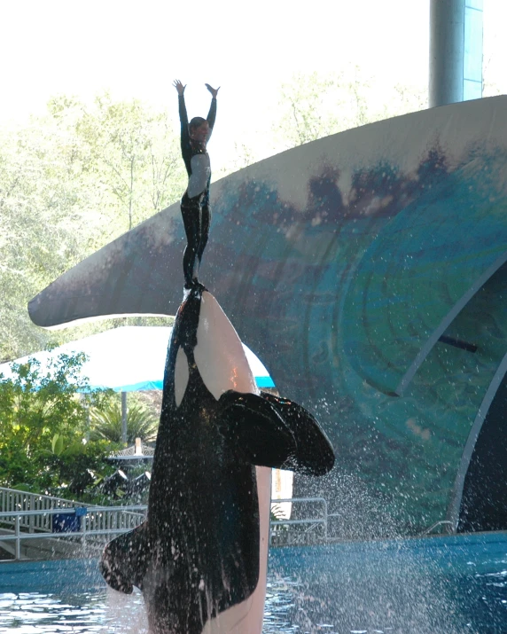 someone is riding on an orca in the water