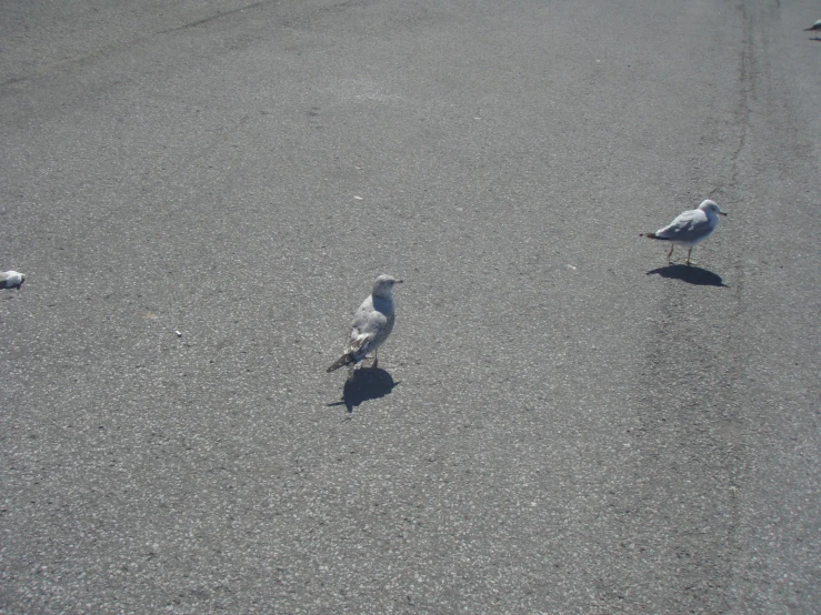 a group of birds sitting on the pavement