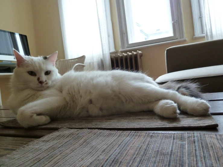 a white cat is laying on the floor near a chair