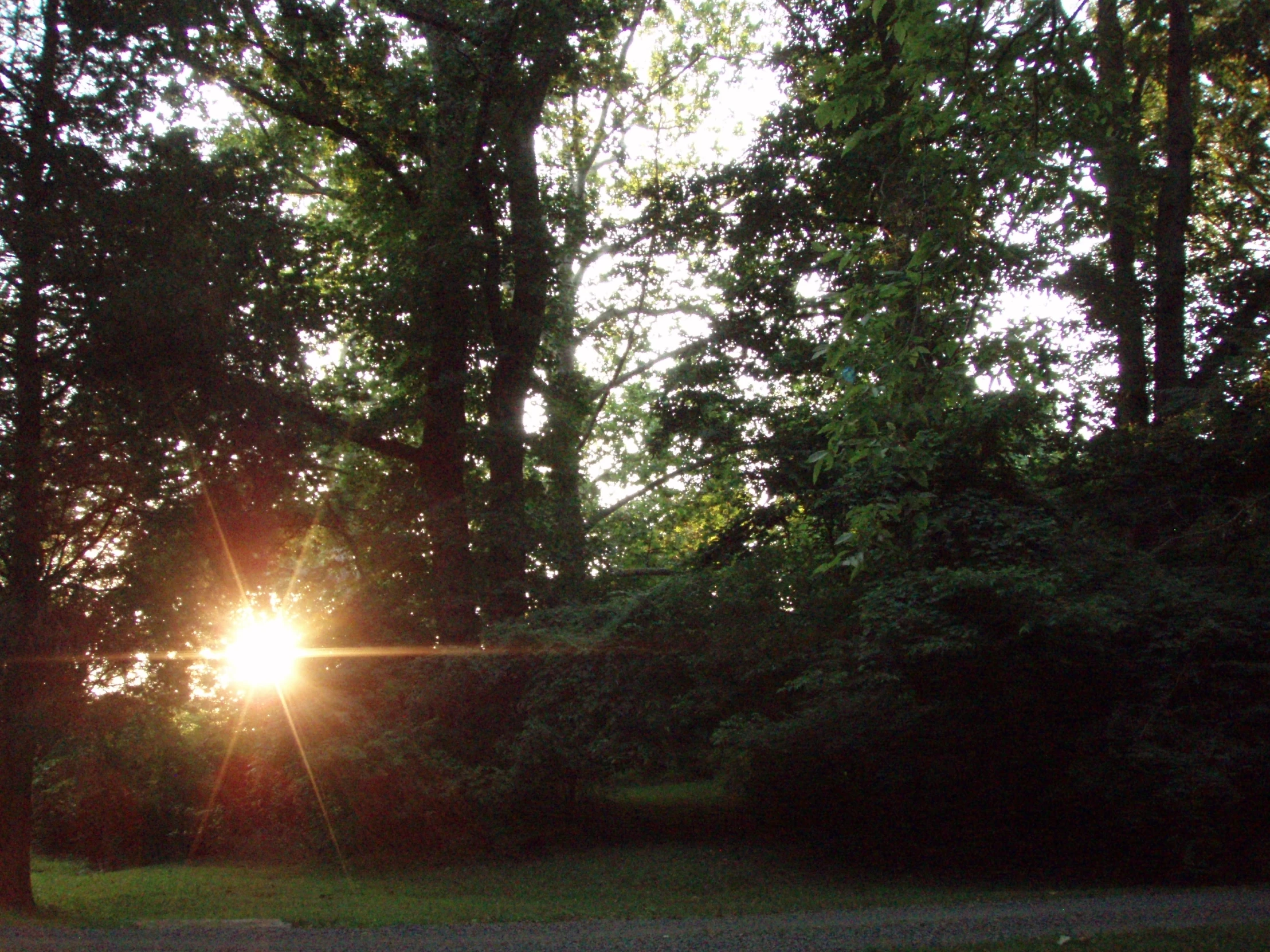 the sun shining through the trees behind some bushes