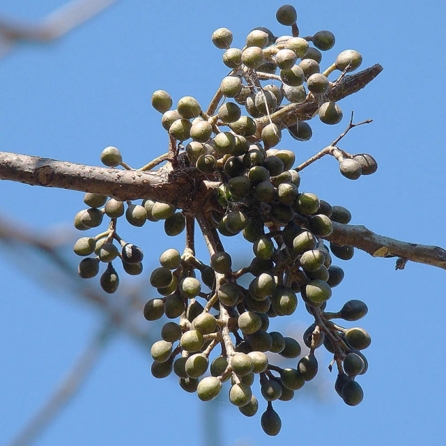a plant with very many fruits on the stem