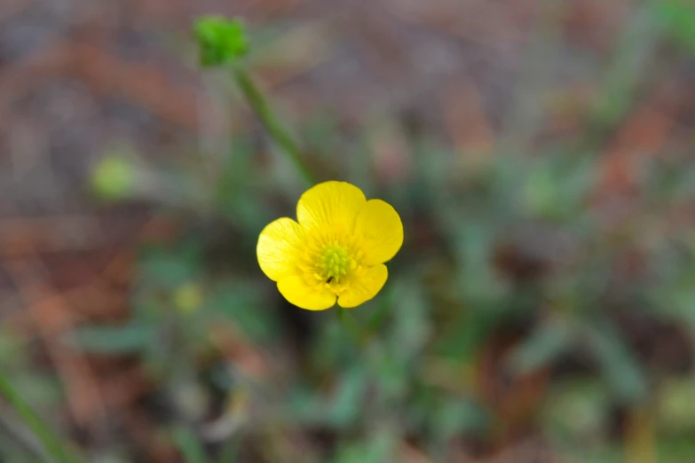 a yellow flower on a stem with green leaves