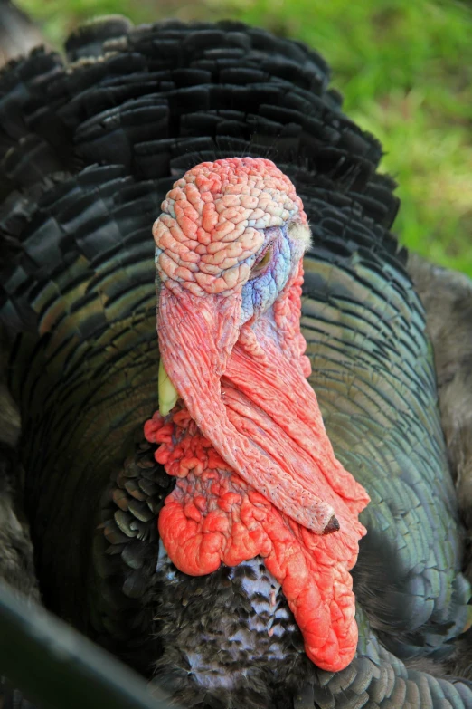 a closeup of a black turkey with red and orange feathers