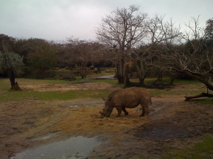 a rhino eating in the grass with other elephants behind it