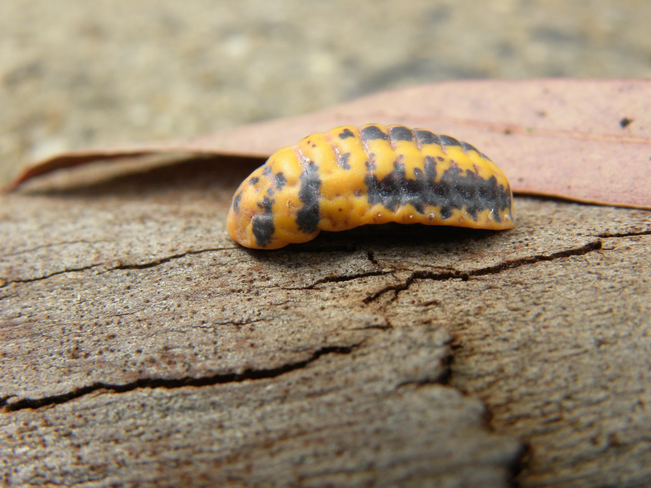 a black and yellow insect crawling on a tree