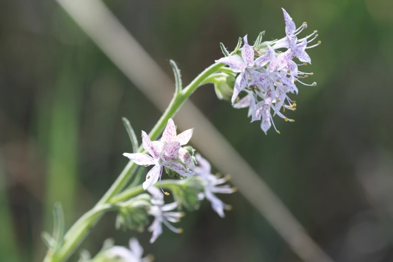 the flowers are blooming very quickly and very fast