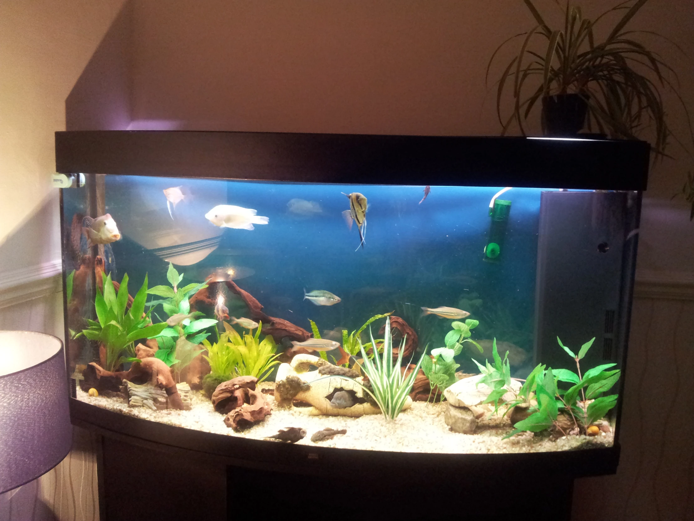 an aquarium with some fish in it and plants