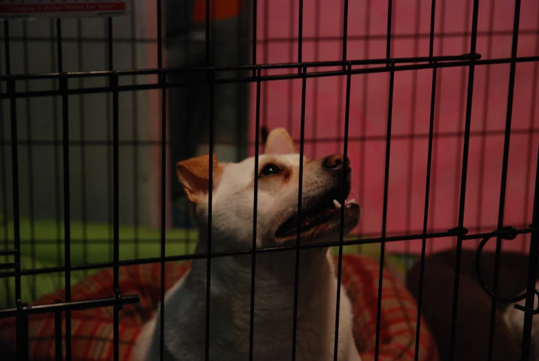 a dog with his tongue out standing behind the cage