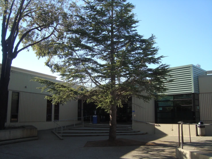 a large tree stands in the middle of a courtyard