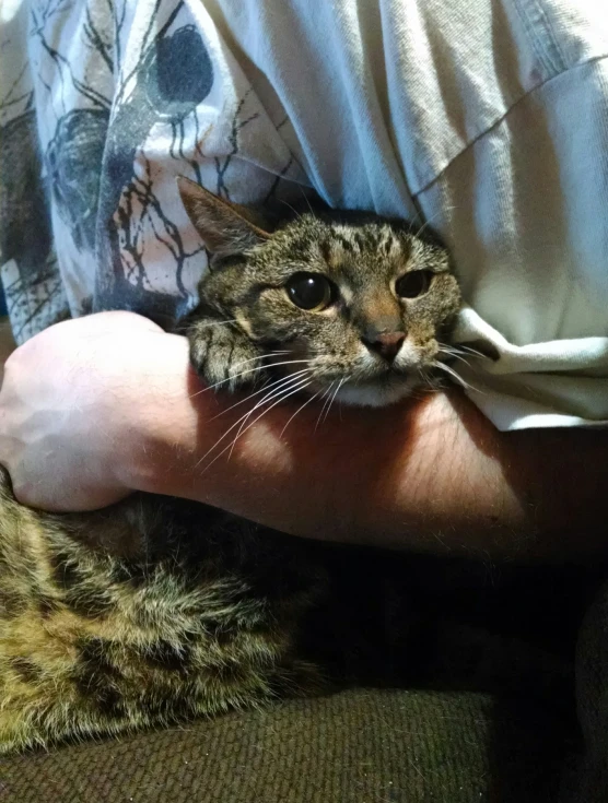 a close up of a person holding a cat