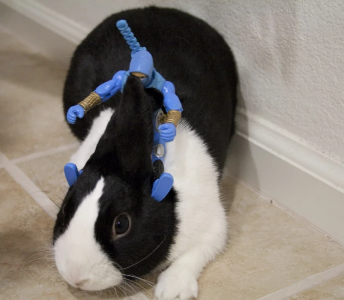 a black and white rabbit wearing blue hair clips