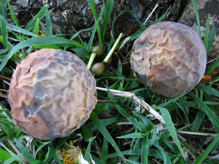 two mushrooms on the ground with green grass